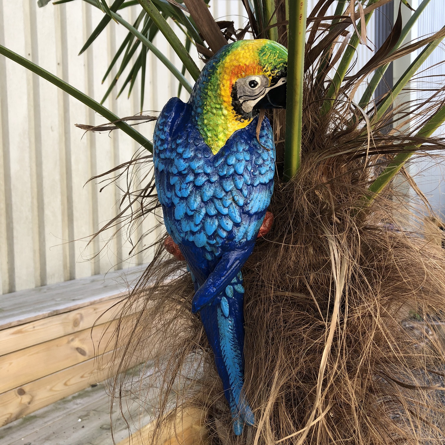Blauwe papegaai, gietijzer