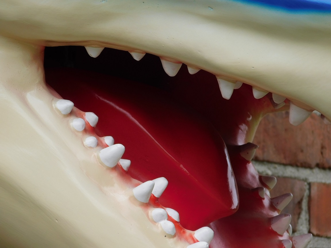 Großer Haifischkopf mit offenem Maul