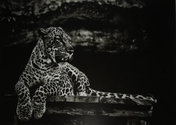 Prachtige kunst op glas van een liggende luipaard / panter, zwart-wit, heel mooi!