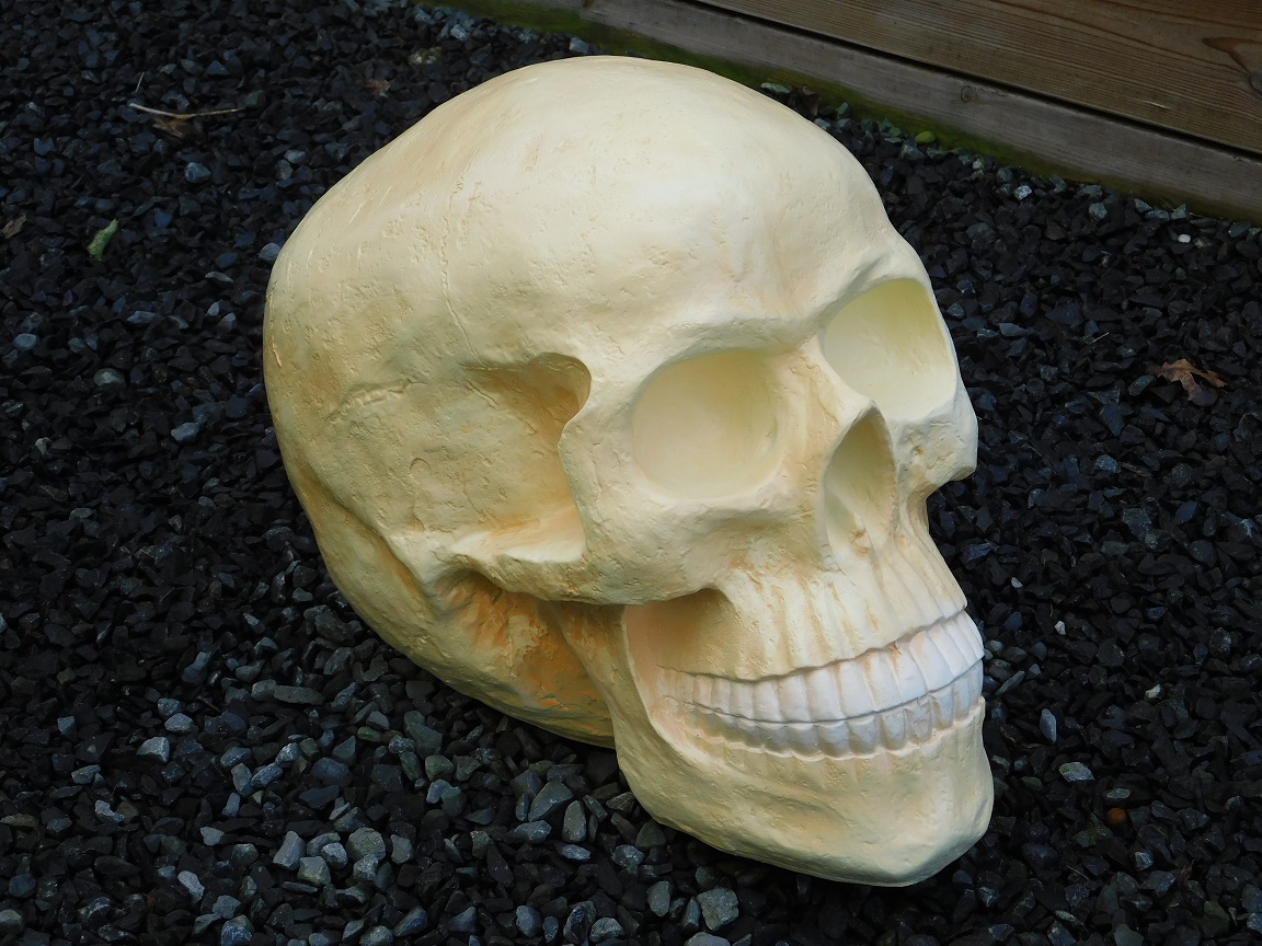 Schedel XL - polystone - skull