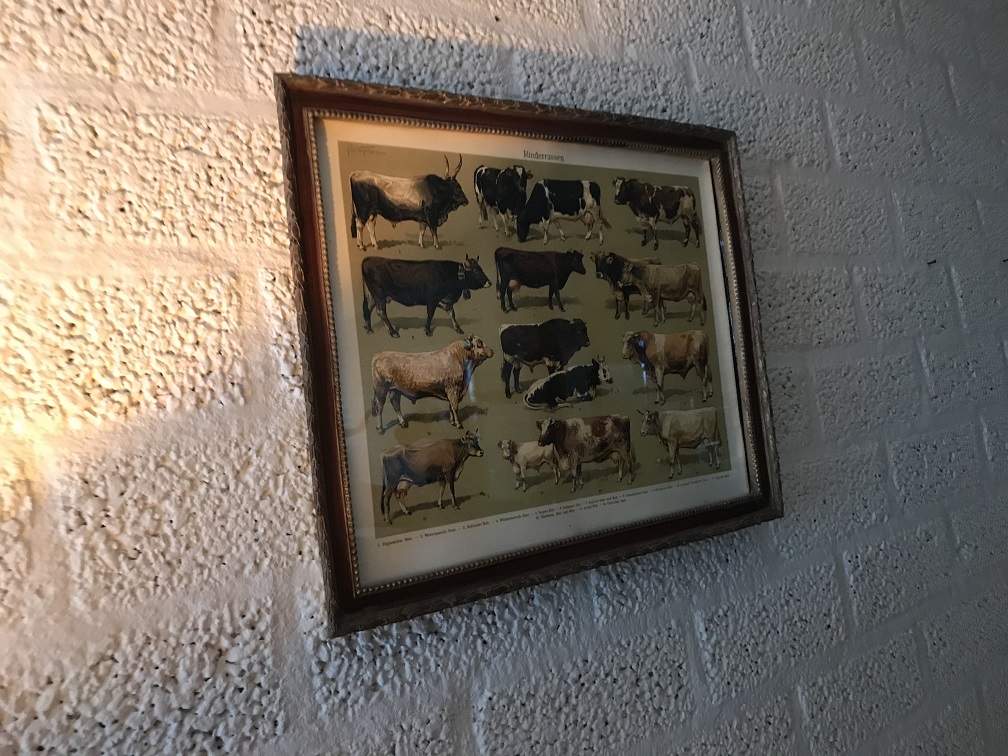 Een document met hierop runderrassen, koe en stier - rassen