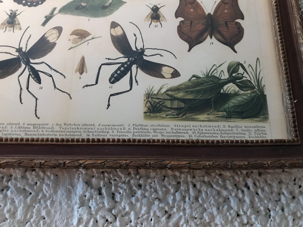 Een document met hierop verscheidene insecten met hierbij uitleg, Duits