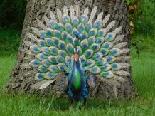 Statue Pfau XL - Metall - vollfarbig