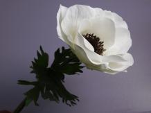 Tige d'Anémone - Blanche - 53 cm