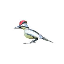 Specht - handgemaakt uit Afrika - vogel - ijzeren beeld