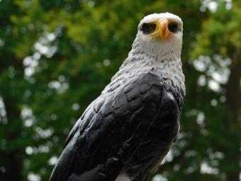 Dekorativer Adler – 50 cm – Polystone