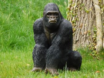Statue Gorilla - 50 cm - Polystone