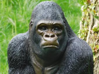 Gorilla - polystone beeld - 50 cm - in kleur en detail