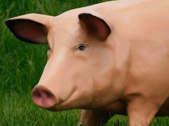 Schwein - Polystone Statue - 97 cm - in Farbe - realistisch