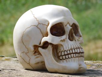 Dekorativer Schädel - Polystone - Detailliert