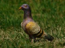 Pigeon - statue en métal - 19 cm - en couleur - détaillée