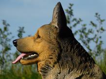 Berger allemand - chien - polystone - 78 cm - en détail