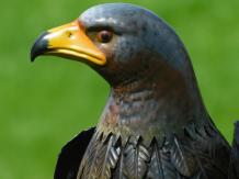 Eagle-Hawk in schönen Farben, wunderbares Bild