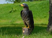 Eagle-Hawk in schönen Farben, wunderbares Bild