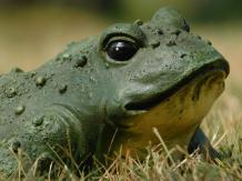 Frosch - Polystone - 17 cm - in Farbe - detailliert