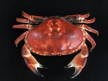 Un crabe en fonte comme boîte, boîte à bijoux