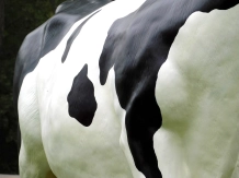 Vache – statue de jardin XXL – 147 x 205 cm – décoration polystone