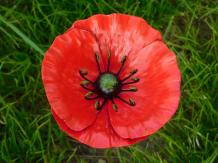 Handgemachter Mohn - Gartenpflanzer 45 cm - Metall