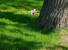 Metall-Lilie, schöne Dekoration für den Garten, rosa Lilie, kleines Kunstwerk!