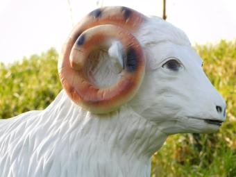 Schaap met hoorns - polystone beeld - 85 cm - wit/bruin