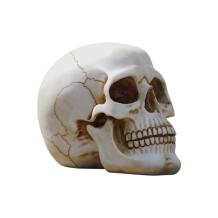 Gedetailleerde decoratieve schedel - van polystone - 19 cm