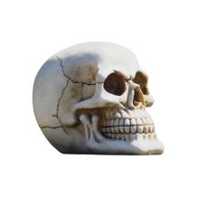 Levensgrote schedel van polystone - unieke decoratie