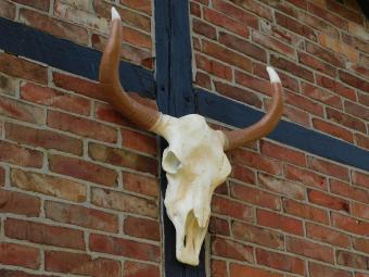 Grote Stierenschedel - 70 cm - Polystone