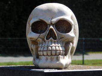 Schädel in Lebensgröße - Polystone - Dekoration