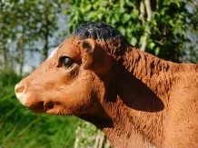 Kalf beeld bruin – polystone – 100 cm breed – landelijk
