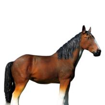 Paardenbeeld in kleur – 110 cm – polystone – realistisch