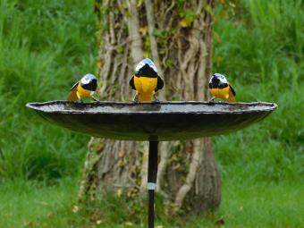 Bain d'oiseaux avec 3 mésanges bleues - piquet de jardin en métal - 85 cm