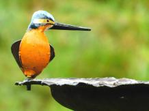 IJsvogel op vogelvoeder - tuinsteker - handgemaakt - metaal