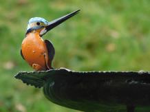 2 IJsvogels op vogelvoeder tuinsteker - handgemaakt - metaal