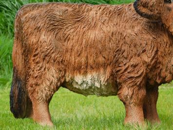 Schotse hooglander - polystone - 90 cm - in kleur en detail