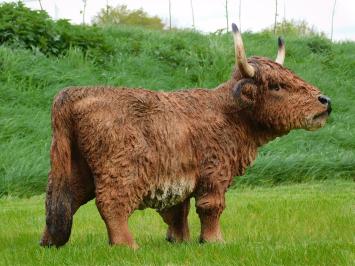 Schotse hooglander - polystone - 90 cm - in kleur en detail