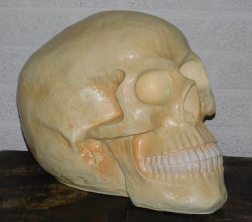 Schedel XL - polystone - skull